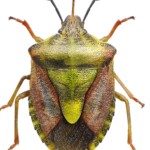 Щитник черноусый (Carpocoris purpureipennis)