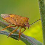 Carpocoris purpureipennis