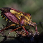 Щитник черноусый (Carpocoris purpureipennis)