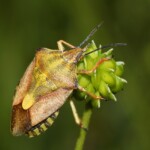 Щитник черноусый