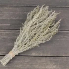 Высушенная