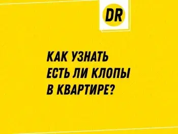 Превью статьи о том как узнать есть ли клопы в квартире